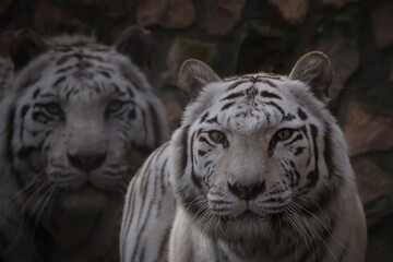 portrait of a white tiger