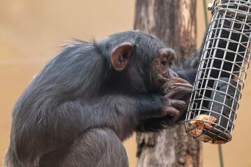 Chimp looking at enrichment