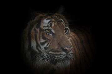 portrait of a tiger, malayan tiger, sosto zoo 