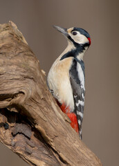 Great Spotted Woodpecker - male - in the wet forest in winter