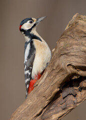 Great Spotted Woodpecker - male - in the wet forest in winter