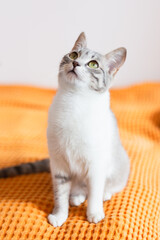 A young cat sits at home on an orange bedspread, looks up. Well-groomed healthy happy pet. vertical image