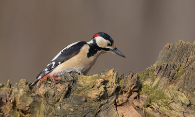 Great Spotted Woodpecker - male - in the wet forest in winter