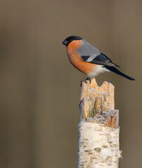 Eurasian Bullfinch - male at a wet forest in spring