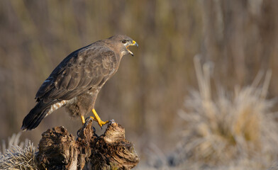 Common Buzzard in early spring at a wet forest