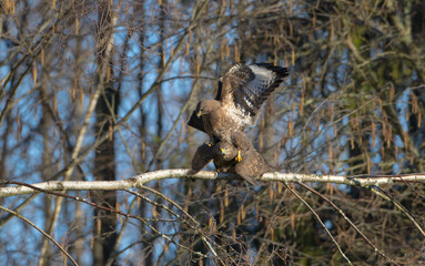 Common Buzzard in early spring at a wet forest