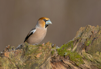 The hawfinch - male in winter at a wet forest