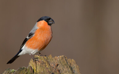 Eurasian Bullfinch - male at a wet forest in spring