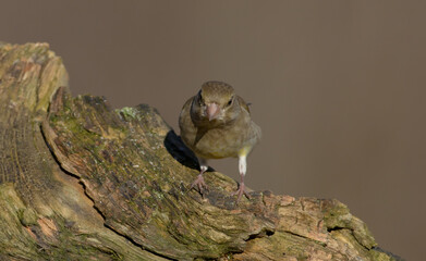 European Greenfinch   in winter at a wetland