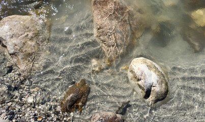 clear transparent river water with sunlight reflections on water surface. rocky riverbed with natural tones and textures. assorted stones. water