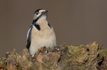 Naklejka premium Great Spotted Woodpecker - male - in the wet forest in winter