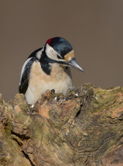 Obraz premium Great Spotted Woodpecker - male - in the wet forest in winter