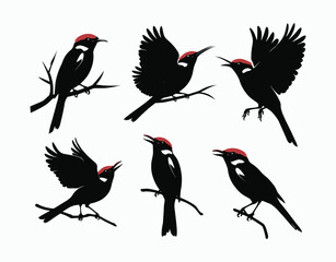 Classic Red Billed Quelea Silhouette EPS Vector Template