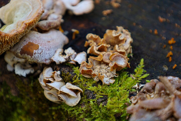 A close-up of mushrooms growing on an old stump. The mushrooms have a light color with brown shades and grow in groups. Green moss is also visible on the stump. The photo was taken in a forest, probab