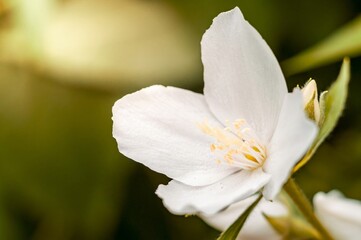 A beautiful mock orange blossom shines in the garden, with delicate white petals and golden stamen.