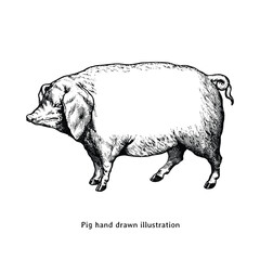 Pig hand drawn illustration in vintage engraving style. Pig drawing