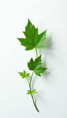 solitary ivy leaf against a plain white surface, ivy plants, plant, ivy leaves
