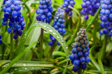 Vibrant blue grape hyacinths glisten with dewdrops, a macro view capturing the freshness of spring.