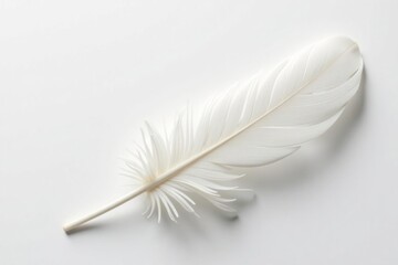 Obraz premium Single pristine white feather against pure white backdrop, shot, texture, elegant