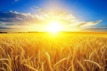 Obraz premium Golden Hour Wheat Field Sunset