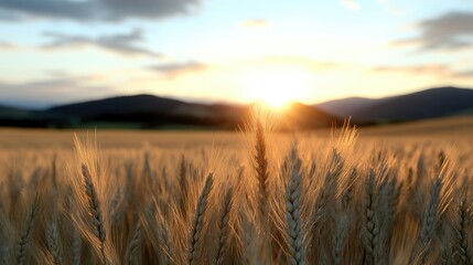 Obraz premium Golden wheat ears close up in a rural field at sunset with mountains in the background.