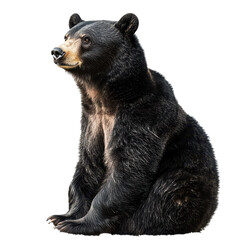 Fototapeta premium A brown bear stands upright against a plain gray background, showcasing its fur and posture.