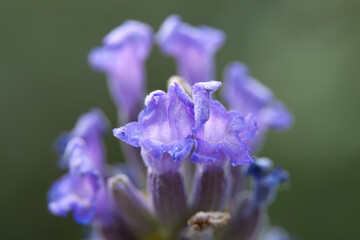super close-up of a lavender flower, individual hairs of the lavender flower, close-up of purple...