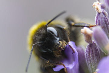 Close-up of a bumblebee's eyes from the front, close-up of a bumblebee's head, bumblebee's hair,...