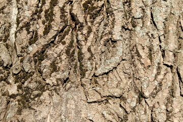 Texture of brown linden tree bark.