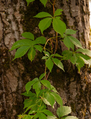 Close-up of a vibrant green Virginia Creeper vine climbing up the textured bark of a tree, evoking a sense of nature's beauty and resilience.