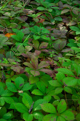 A close-up of multicoloured Virginia Creeper leaves growing on the forest floor with dappled sunlight.