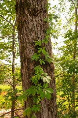 Obraz premium Vibrant green Virginia Creeper vine climbing up the textured bark of a tree in a lively sunlit forest. Evoking a sense of nature's beauty and resilience.