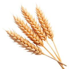 Two ears of wheat isolated on transparent background 