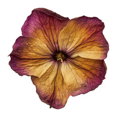PNG Petunia flower photography texture.