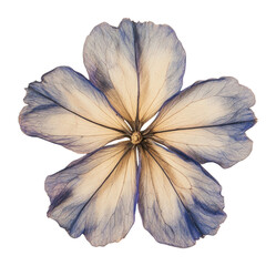 PNG Chicory flower sketch petals.