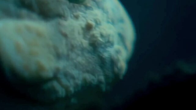 4K close-up of underwater fish with visible deformities or lesions, captured in lab or natural habitat, highlighting environmental impact, marine disease, or contamination effects
