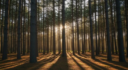 Obraz premium Sunlight piercing through the densely populated, tall tree trunks in a forest