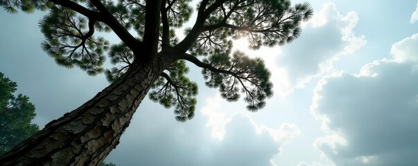 Fototapeta premium Tree trunk and branches stretch towards a grey sky, woodsy, cloud