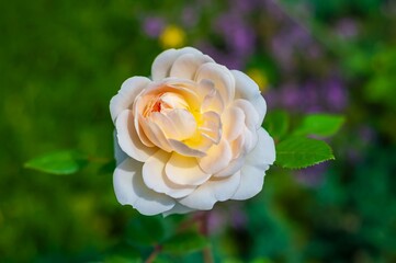 A stunning cream-colored rose in full bloom, surrounded by lush greenery with a dreamy bokeh effect.