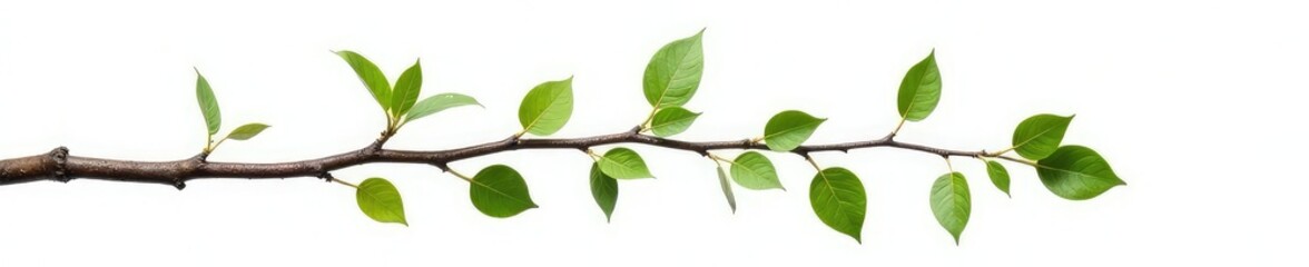 Naklejka premium Twisted branch with leaves isolated on white background, landscape, botanical