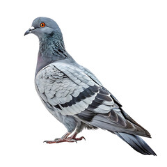 Elegant Pigeon Profile Art