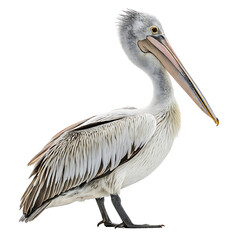 Pelican Standing on Land