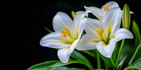 Fototapeta premium White lilies blooming elegantly on dark background