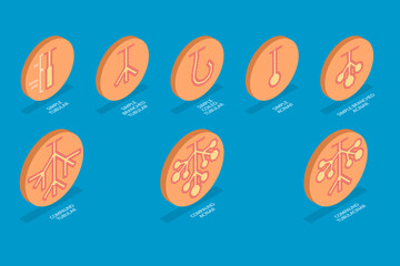3D Isometric Flat Vector Illustration of Exocrine glands structure, Educational Diagram