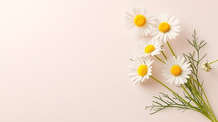 Fototapeta premium Daisies on Pink Background for Floral Flatlay.