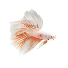 Fototapeta premium A Siamese fighting fish swimming against a gray background.
