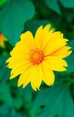 yellow flower on green background