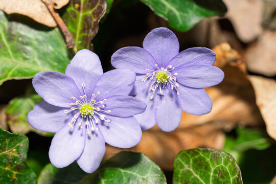 Hepatica nobilis Schreb. Dreilappiges Leberbl&uuml;mchen