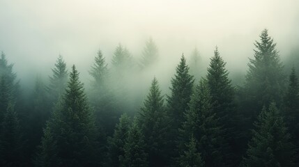 Fototapeta premium Evergreen Canopy: A tranquil vista of evergreen trees shrouded in a soft, ethereal mist, offering a sense of mystery and peace.