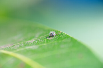 Common baron butterfly egg on the mango leaf. Selective focus and copy space.